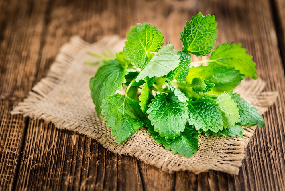 Melisse Natürlich Gesund