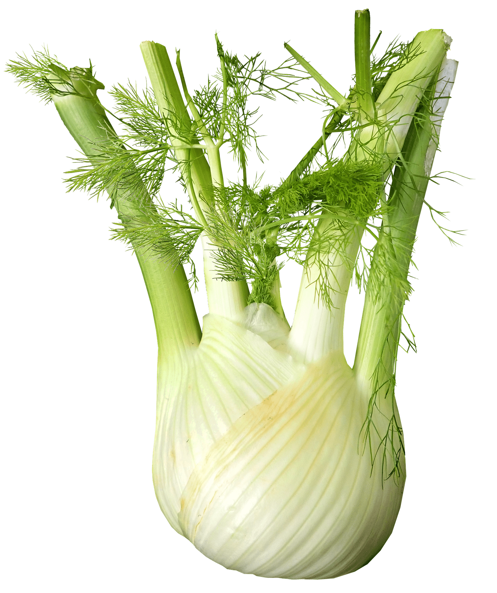 Der aromatische Fenchel Natürlich Gesund